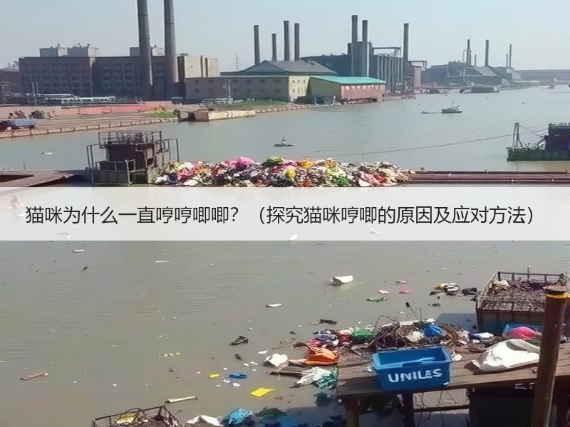 猫咪为什么一直哼哼唧唧？（探究猫咪哼唧的原因及应对方法）