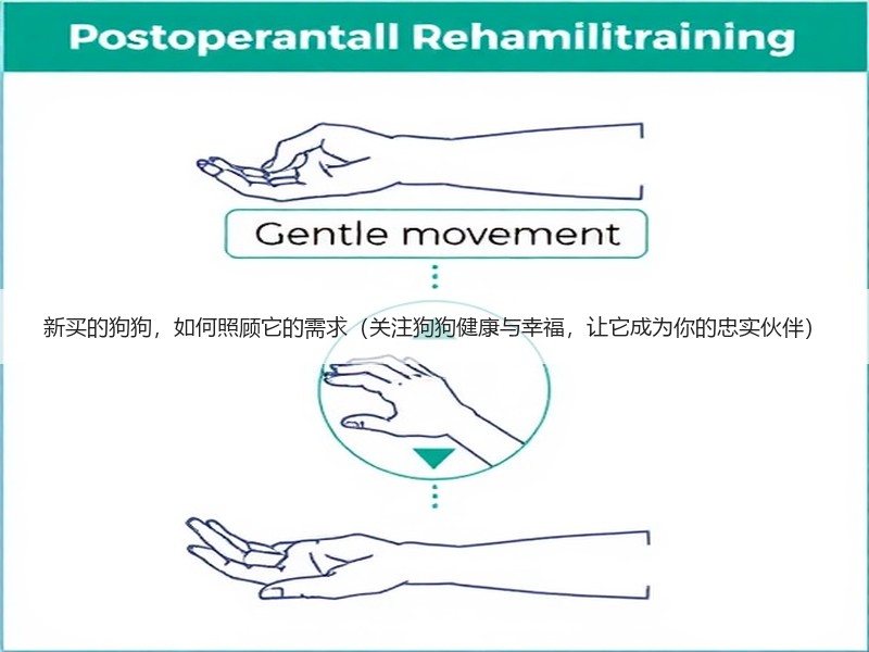 新买的狗狗，如何照顾它的需求（关注狗狗健康与幸福，让它成为你的忠实伙伴）