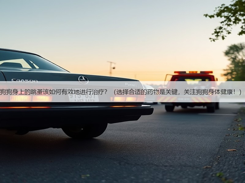 狗狗身上的跳蚤该如何有效地进行治疗？（选择合适的药物是关键，关注狗狗身体健康！）