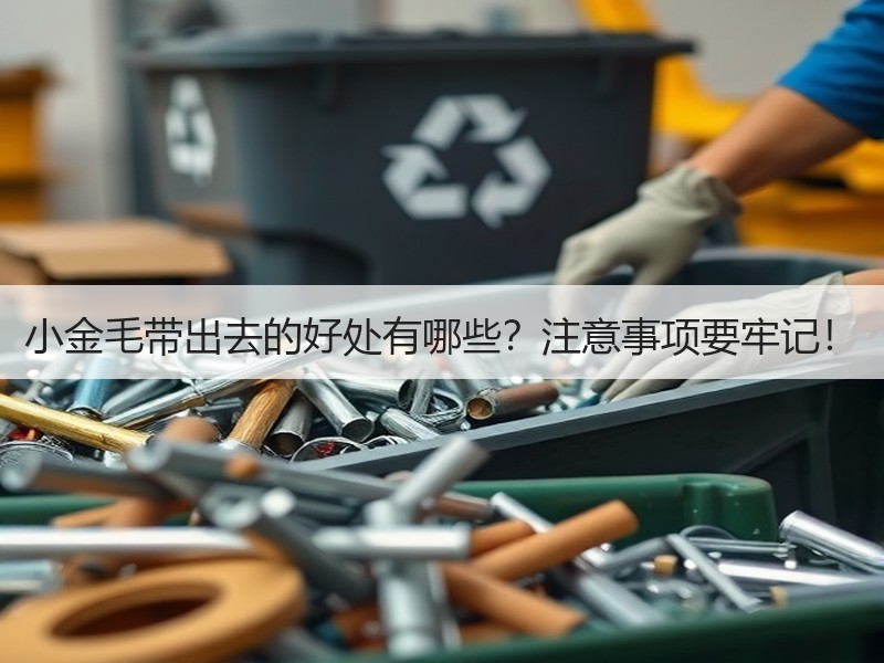 小金毛带出去的好处有哪些？注意事项要牢记！