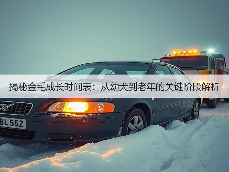 揭秘金毛成长时间表：从幼犬到老年的关键阶段解析