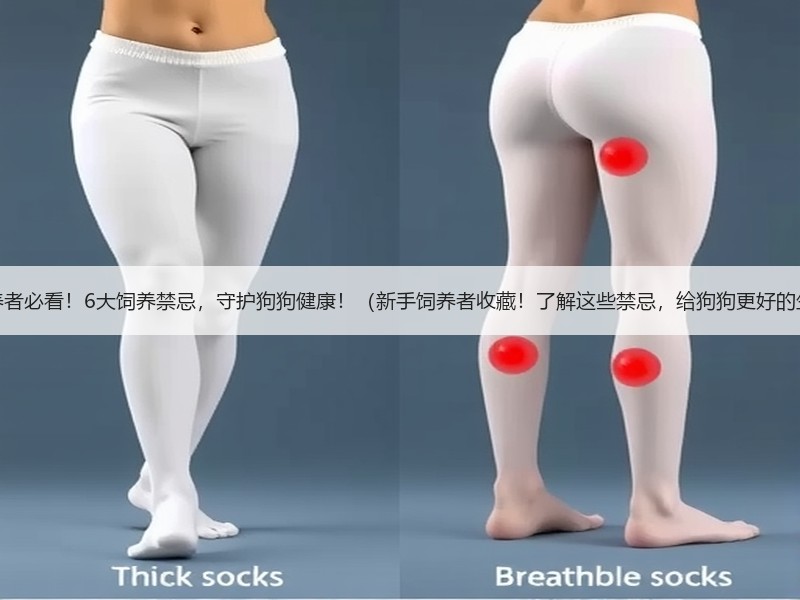 新手饲养者必看！6大饲养禁忌，守护狗狗健康！（新手饲养者收藏！了解这些禁忌，给狗狗更好的生活！）
