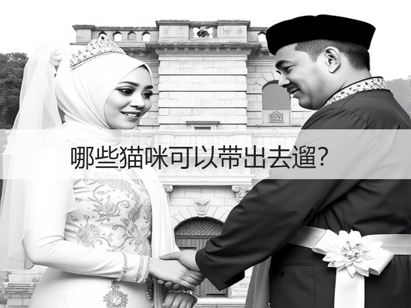 哪些猫咪可以带出去遛？