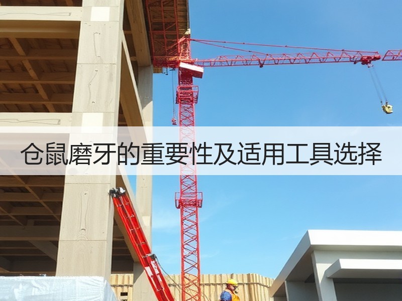 仓鼠磨牙的重要性及适用工具选择