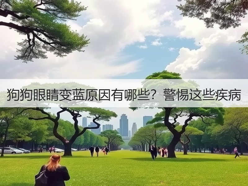 狗狗眼睛变蓝原因有哪些？警惕这些疾病
