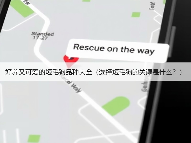 好养又可爱的短毛狗品种大全（选择短毛狗的关键是什么？）