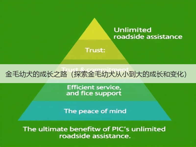 金毛幼犬的成长之路（探索金毛幼犬从小到大的成长和变化）