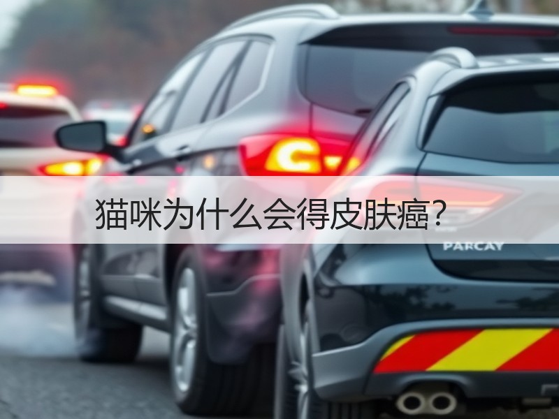猫咪为什么会得皮肤癌？