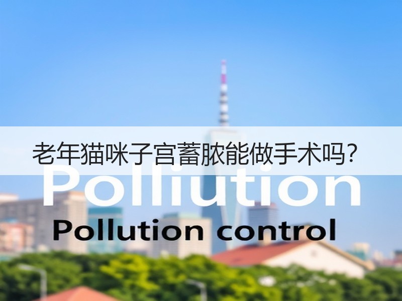 老年猫咪子宫蓄脓能做手术吗？