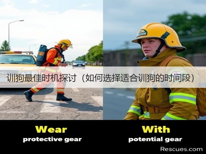训狗最佳时机探讨（如何选择适合训狗的时间段）