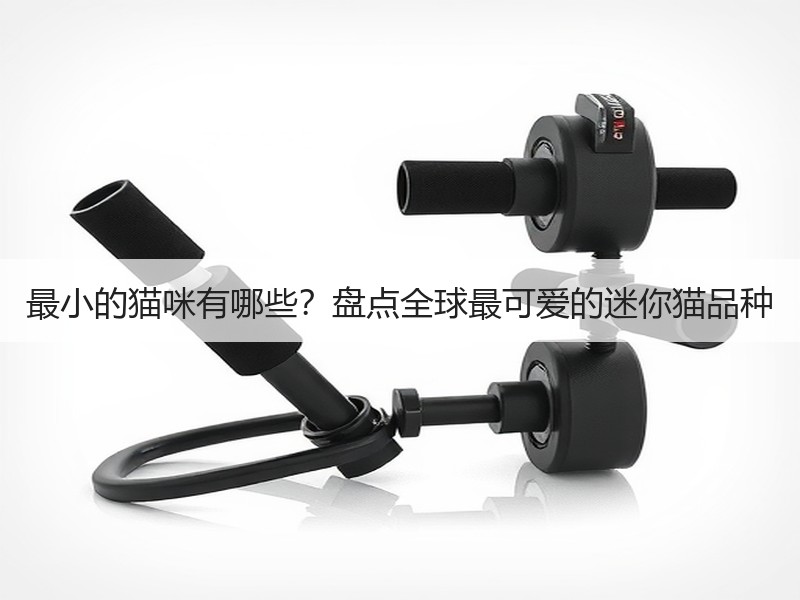 最小的猫咪有哪些？盘点全球最可爱的迷你猫品种