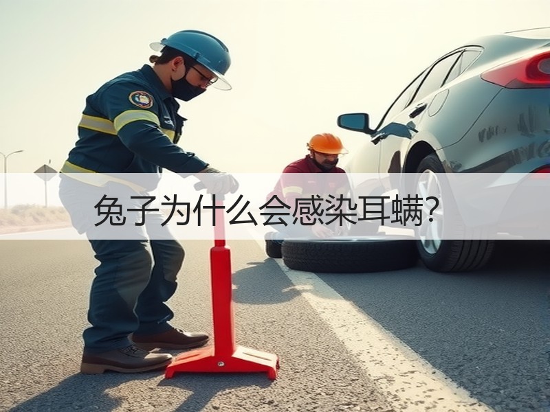 兔子为什么会感染耳螨？