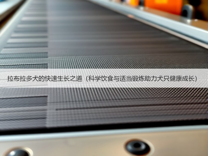 拉布拉多犬的快速生长之道（科学饮食与适当锻炼助力犬只健康成长）