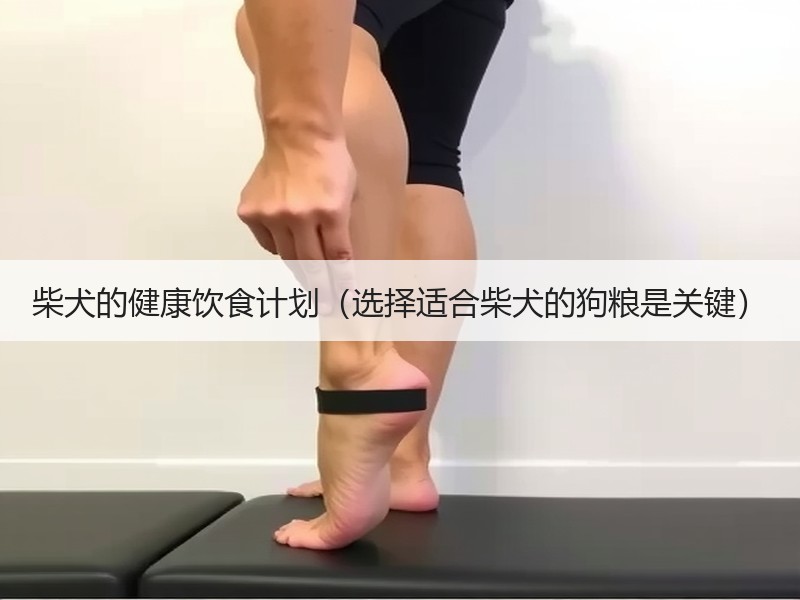 柴犬的健康饮食计划（选择适合柴犬的狗粮是关键）
