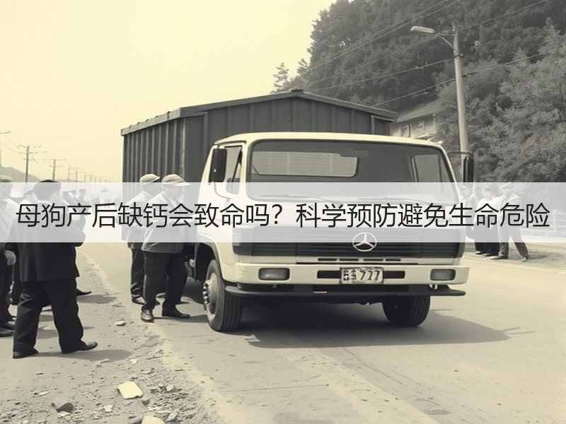 母狗产后缺钙会致命吗？科学预防避免生命危险