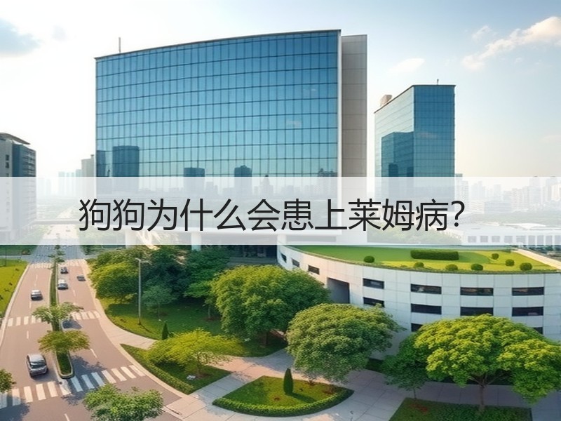 狗狗为什么会患上莱姆病？