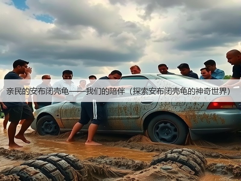 亲民的安布闭壳龟——我们的陪伴（探索安布闭壳龟的神奇世界）