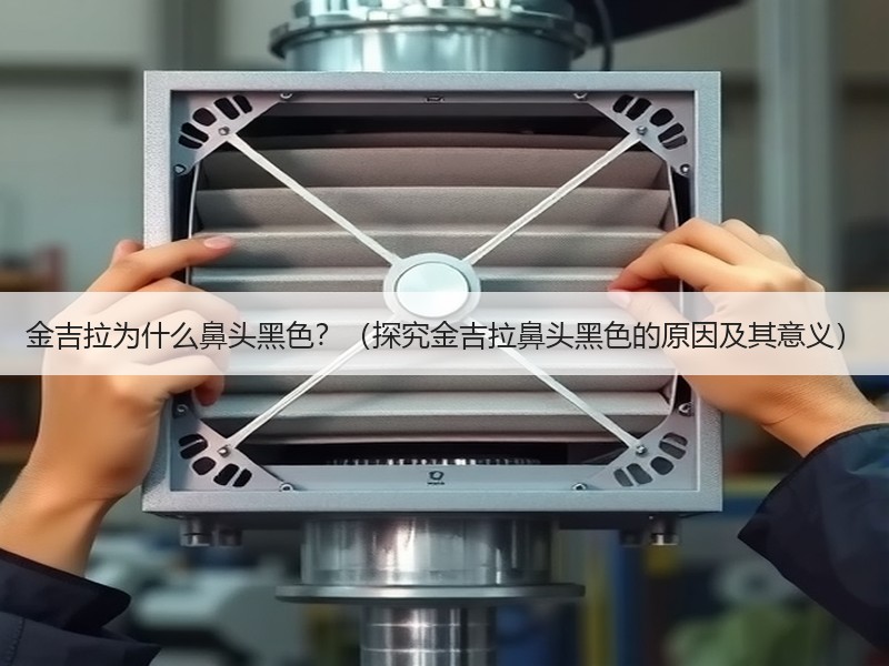 金吉拉为什么鼻头黑色？（探究金吉拉鼻头黑色的原因及其意义）