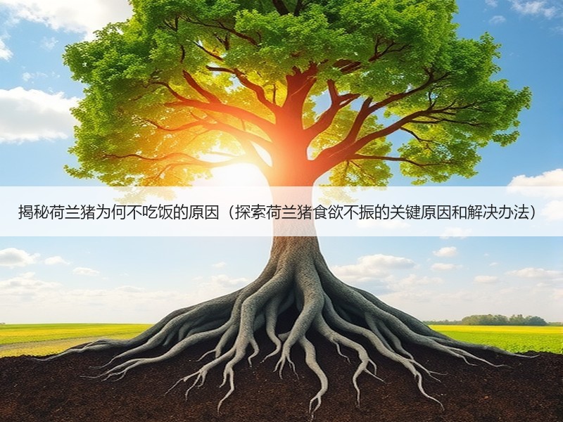 揭秘荷兰猪为何不吃饭的原因（探索荷兰猪食欲不振的关键原因和解决办法）