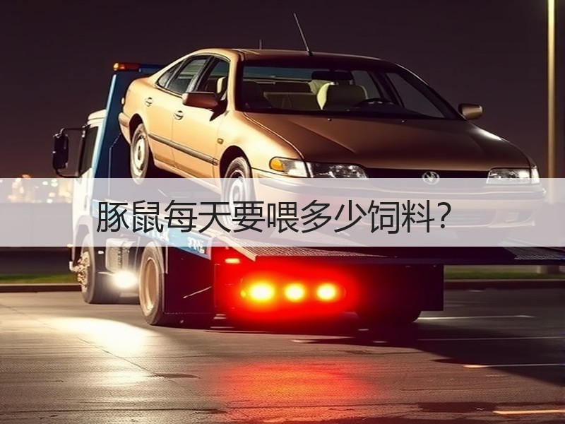 豚鼠每天要喂多少饲料？