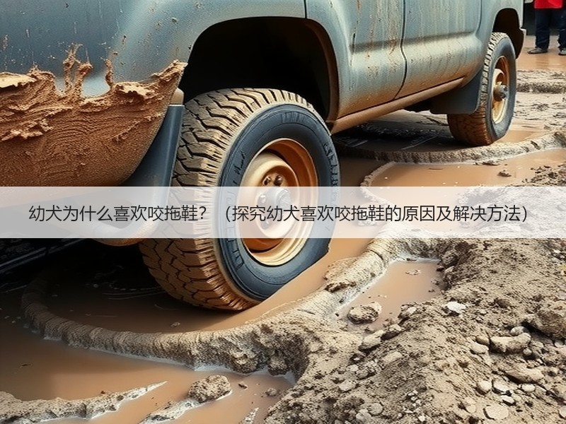 幼犬为什么喜欢咬拖鞋？（探究幼犬喜欢咬拖鞋的原因及解决方法）