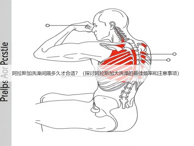 阿拉斯加洗澡间隔多久才合适？（探讨阿拉斯加犬洗澡的最佳频率和注意事项）