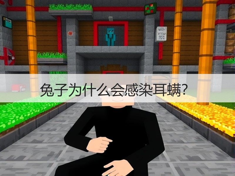 兔子为什么会感染耳螨？