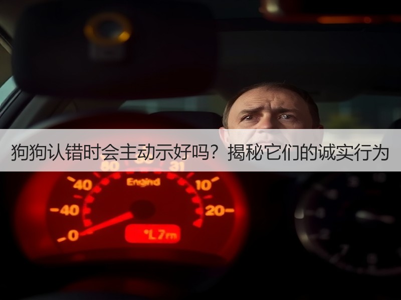 狗狗认错时会主动示好吗？揭秘它们的诚实行为