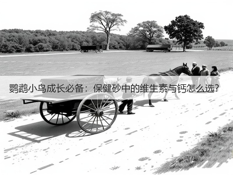 鹦鹉小鸟成长必备：保健砂中的维生素与钙怎么选？