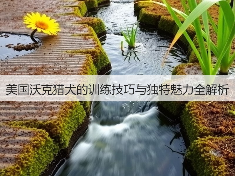 美国沃克猎犬的训练技巧与独特魅力全解析