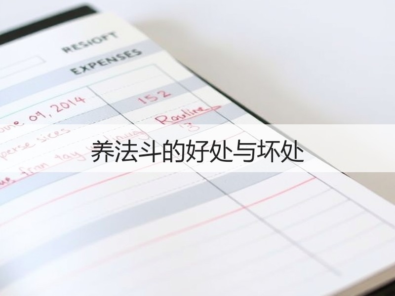 养法斗的好处与坏处