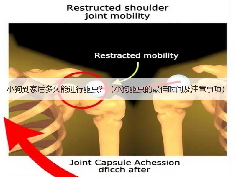 小狗到家后多久能进行驱虫？（小狗驱虫的最佳时间及注意事项）