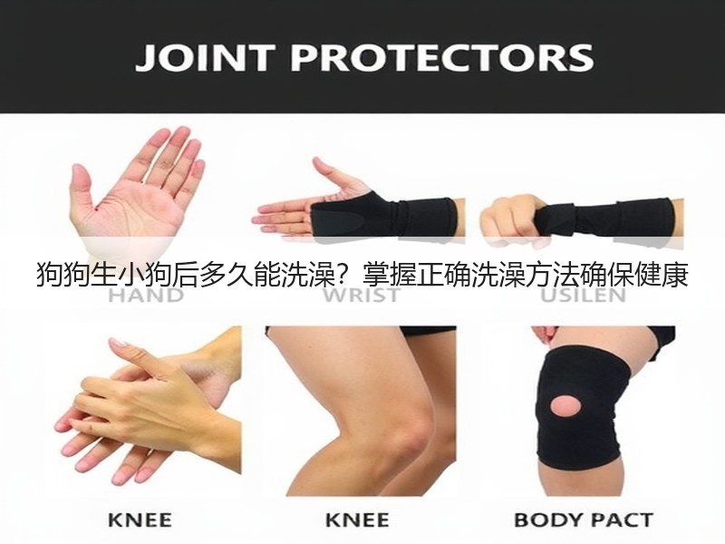 狗狗生小狗后多久能洗澡？掌握正确洗澡方法确保健康