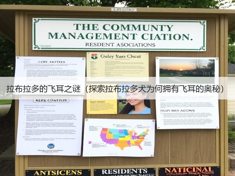 拉布拉多的飞耳之谜（探索拉布拉多犬为何拥有飞耳的奥秘）