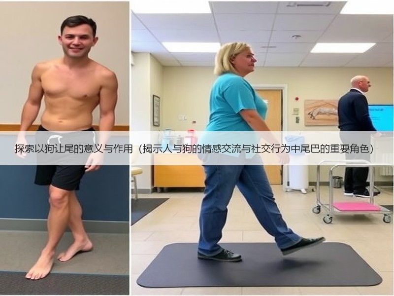 探索以狗让尾的意义与作用（揭示人与狗的情感交流与社交行为中尾巴的重要角色）