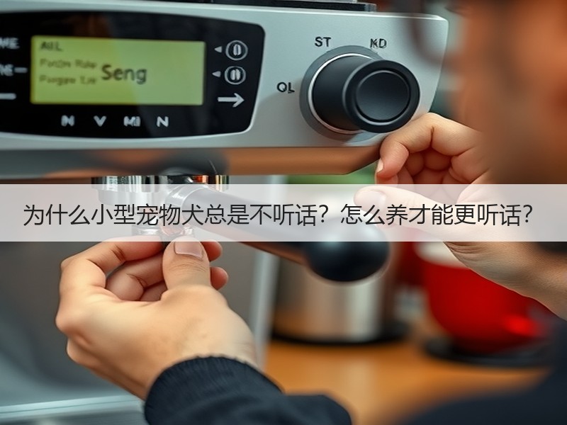 为什么小型宠物犬总是不听话？怎么养才能更听话？