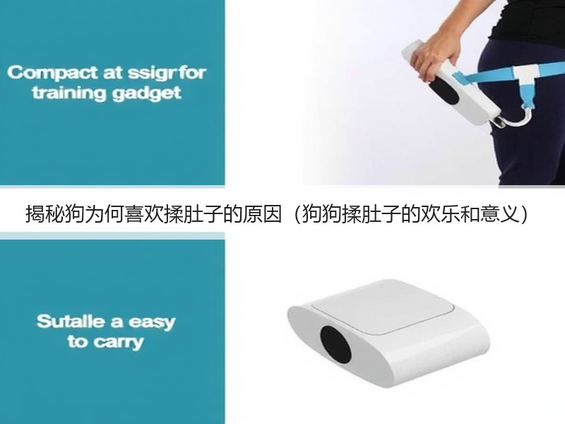 揭秘狗为何喜欢揉肚子的原因（狗狗揉肚子的欢乐和意义）