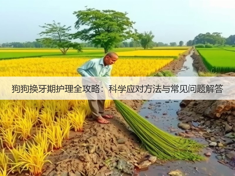狗狗换牙期护理全攻略：科学应对方法与常见问题解答