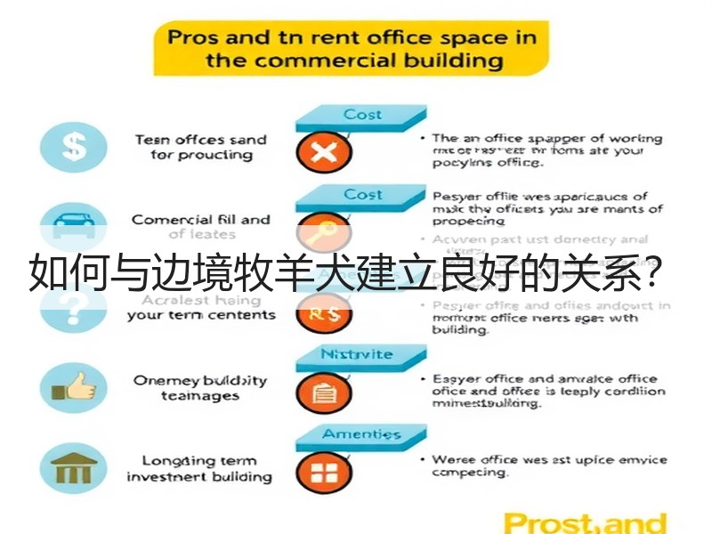 如何与边境牧羊犬建立良好的关系？