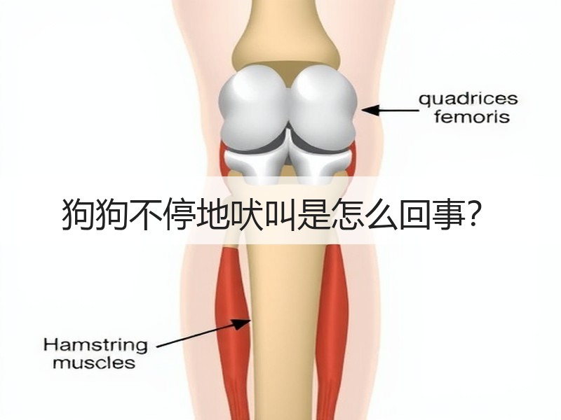 狗狗不停地吠叫是怎么回事？