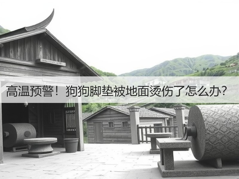 高温预警！狗狗脚垫被地面烫伤了怎么办？