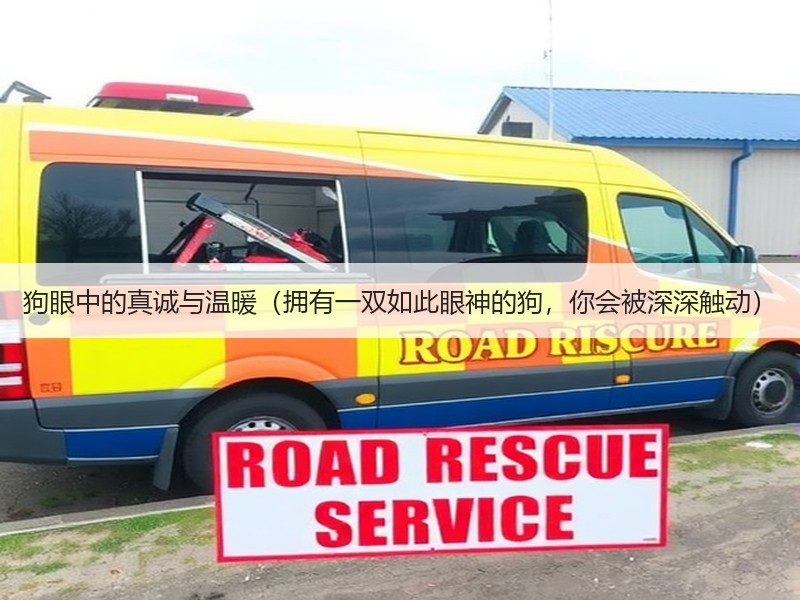 狗眼中的真诚与温暖（拥有一双如此眼神的狗，你会被深深触动）