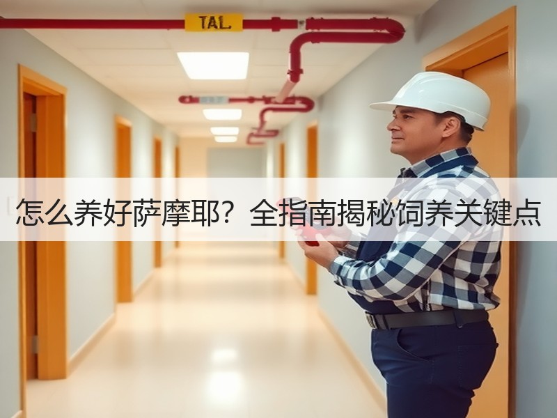 怎么养好萨摩耶？全指南揭秘饲养关键点