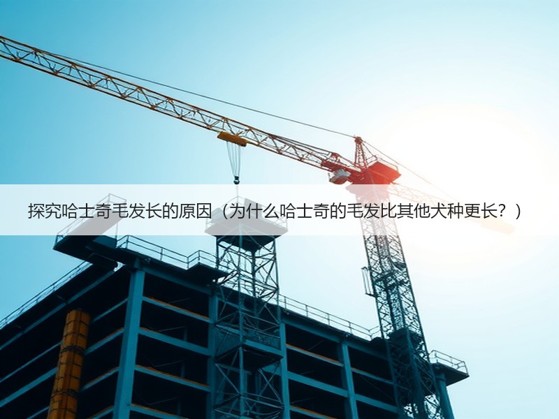 探究哈士奇毛发长的原因（为什么哈士奇的毛发比其他犬种更长？）