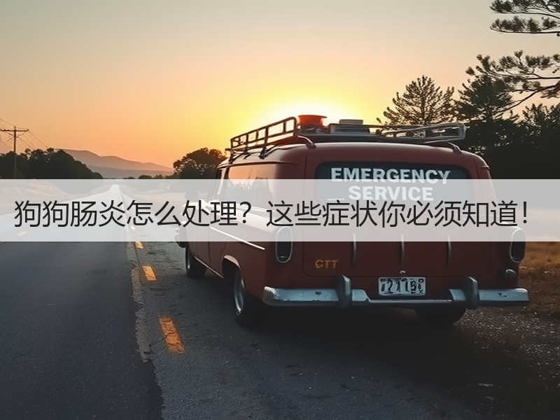狗狗肠炎怎么处理？这些症状你必须知道！