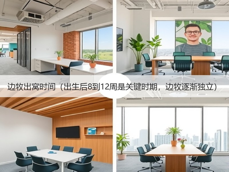 边牧出窝时间（出生后8到12周是关键时期，边牧逐渐独立）