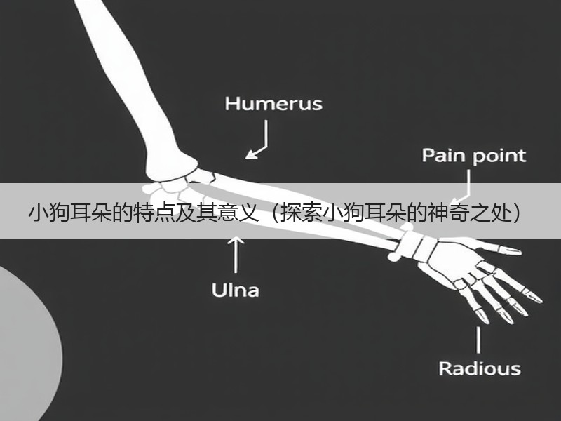 小狗耳朵的特点及其意义（探索小狗耳朵的神奇之处）