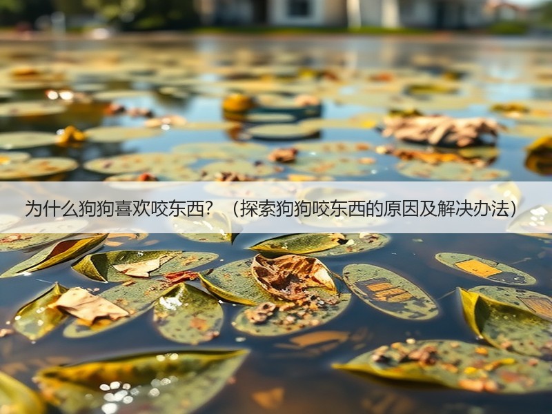 为什么狗狗喜欢咬东西？（探索狗狗咬东西的原因及解决办法）