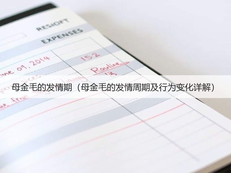 母金毛的发情期（母金毛的发情周期及行为变化详解）