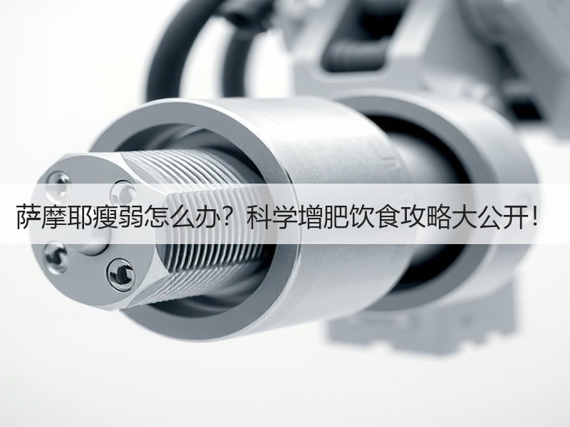 萨摩耶瘦弱怎么办？科学增肥饮食攻略大公开！